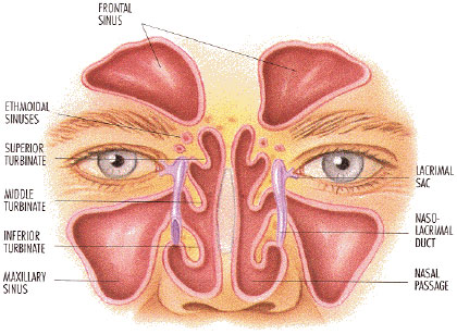 sphenoid ethmoid sinus